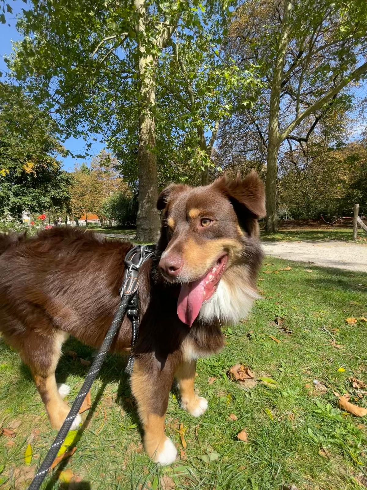 Sortie Doggy's
