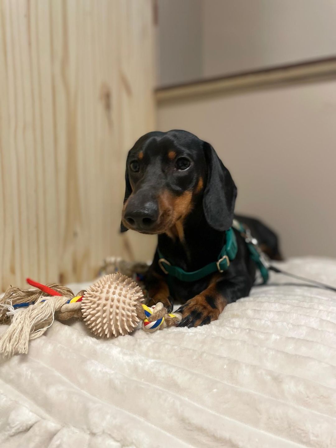 Une journée type à la crèche Doggy's