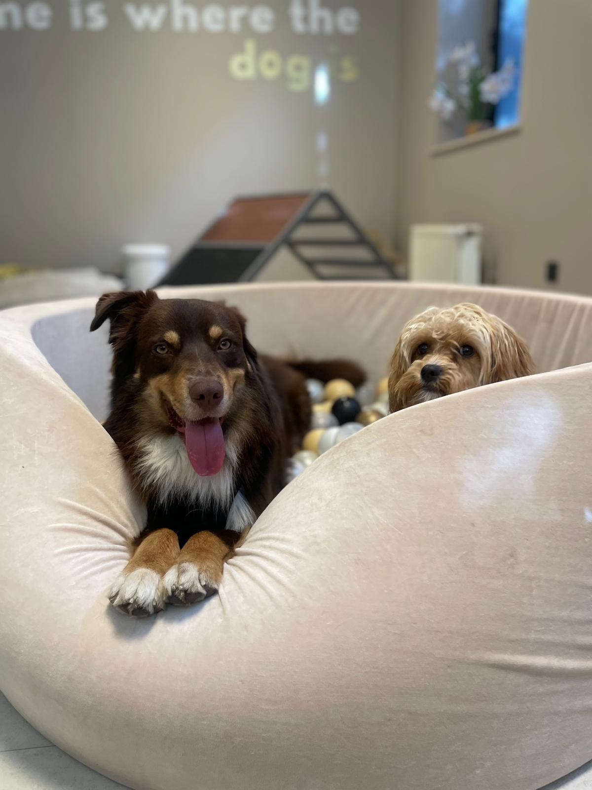 Chiens en interaction chez Doggy's