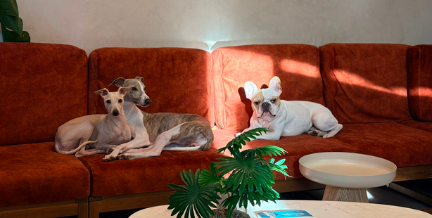 Integration day at Doggy's
