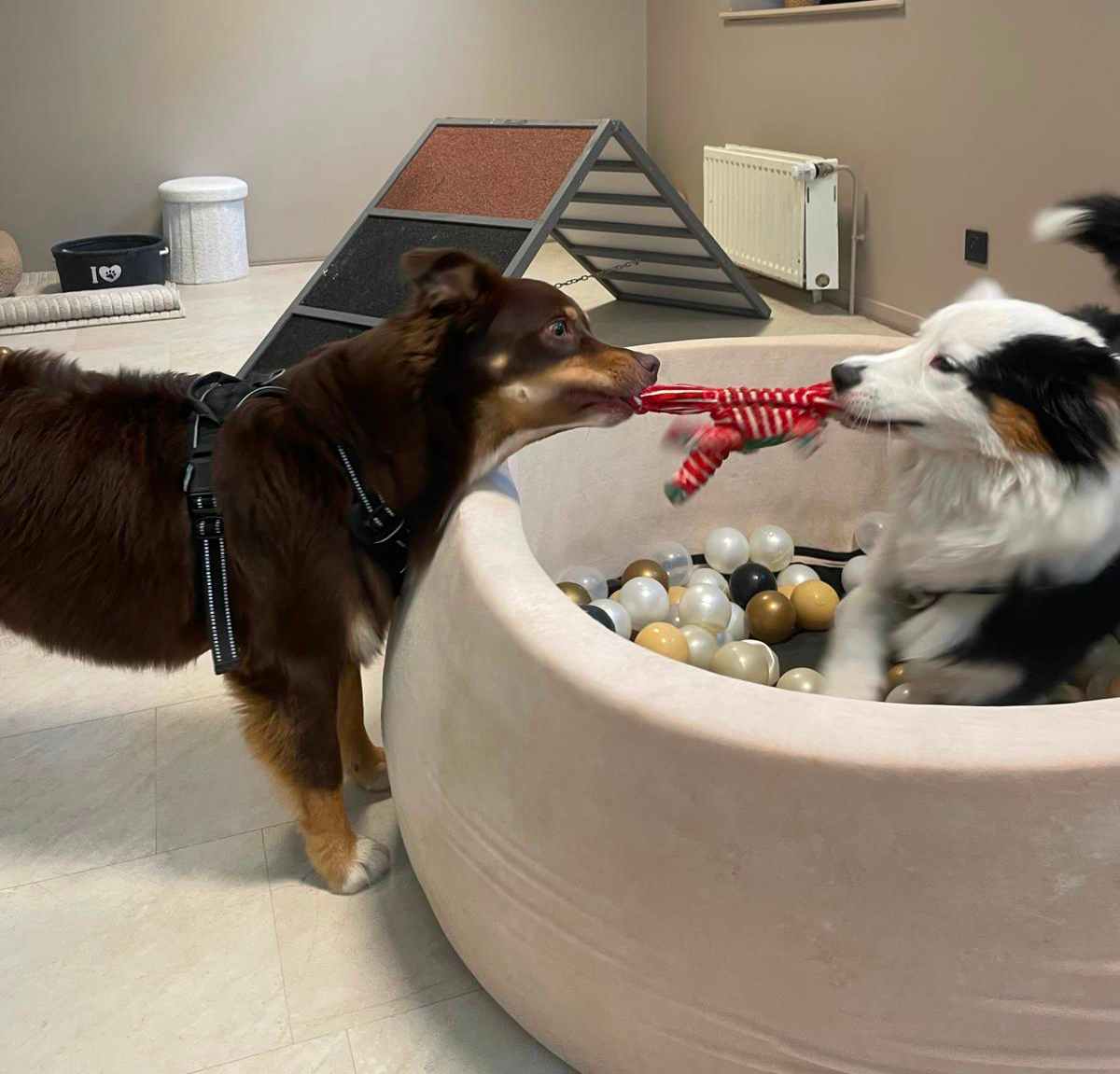 Préparation au séjour Doggy's