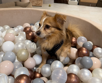 Dog observation during integration