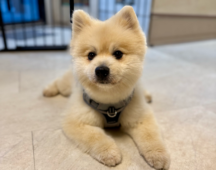 Play and interactions at Doggy's